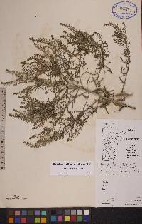 Lepidium densiflorum image