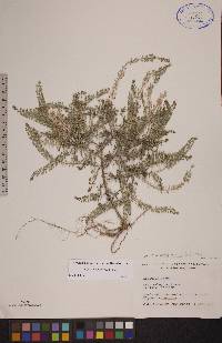 Lepidium densiflorum image