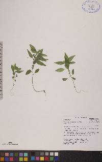 Parietaria pensylvanica image