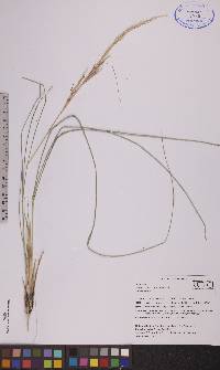 Nassella viridula image