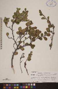 Betula pumila image