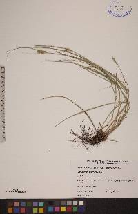 Carex sychnocephala image