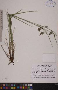 Carex magellanica subsp. irrigua image