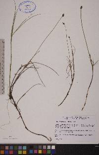 Carex chordorrhiza image