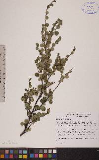 Betula glandulosa image