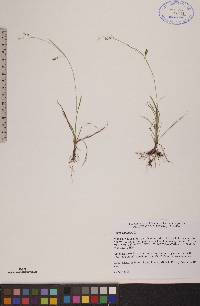 Carex capillaris image