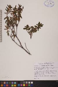 Rhododendron groenlandicum image