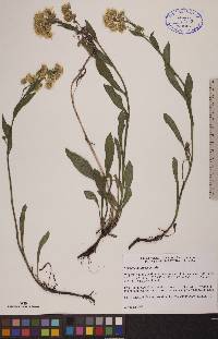 Solidago multiradiata image