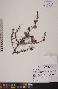 Larix laricina image