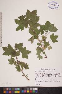 Ribes hudsonianum image