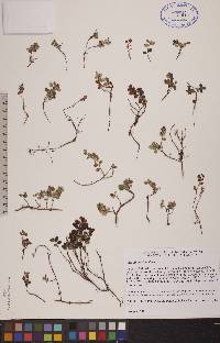 Vaccinium vitis-idaea image