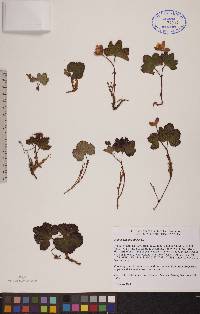 Rubus chamaemorus image