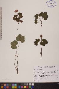 Rubus chamaemorus image