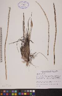 Triglochin maritima image