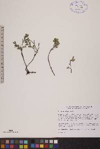 Vaccinium uliginosum image