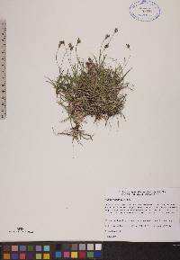 Carex concinna image