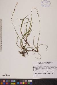 Carex vaginata image