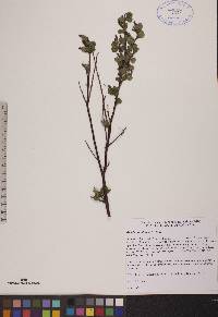 Betula glandulosa image