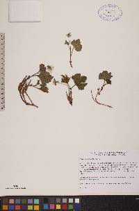 Rubus chamaemorus image