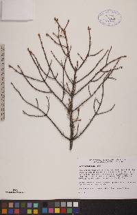 Picea mariana image