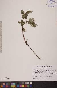 Rosa acicularis image