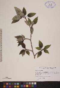 Populus balsamifera image