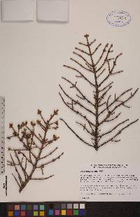 Picea mariana image