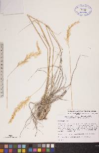 Calamagrostis lapponica image