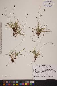 Carex concinna image