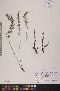 Equisetum pratense image