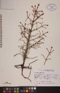 Picea mariana image