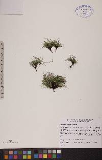 Equisetum scirpoides image