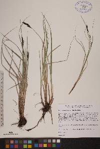 Carex adelostoma image