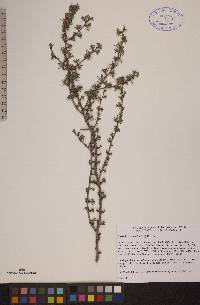 Larix laricina image