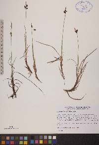 Carex rariflora image