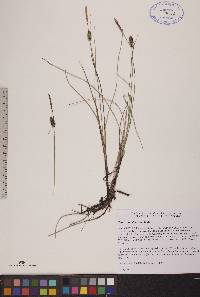 Carex rotundata image