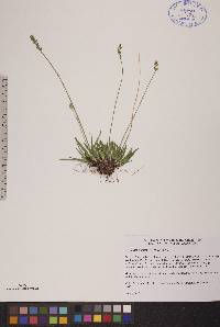 Tofieldia pusilla image