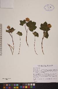 Rubus chamaemorus image