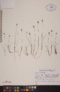 Carex gynocrates image