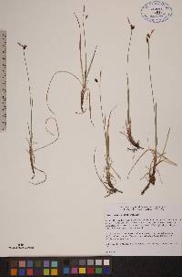 Carex rariflora image