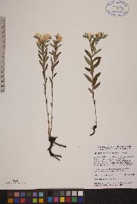 Lithospermum canescens image