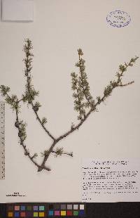 Larix laricina image