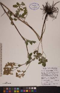 Thalictrum dasycarpum image