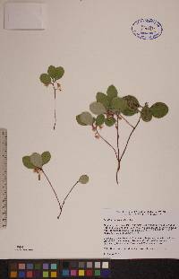 Gaultheria procumbens image