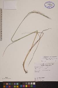 Elymus trachycaulus subsp. subsecundus image