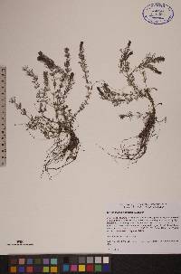 Myriophyllum sibiricum image