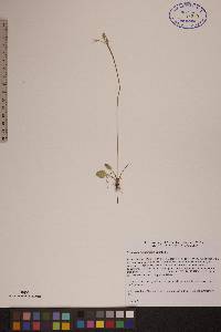 Primula egaliksensis image