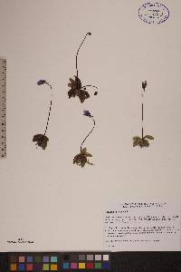 Pinguicula vulgaris image