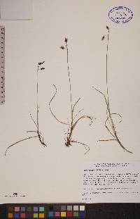 Carex rariflora image