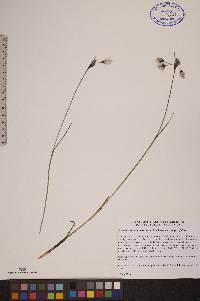 Eriophorum angustifolium subsp. angustifolium image